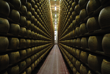 Reifung Grana Padano